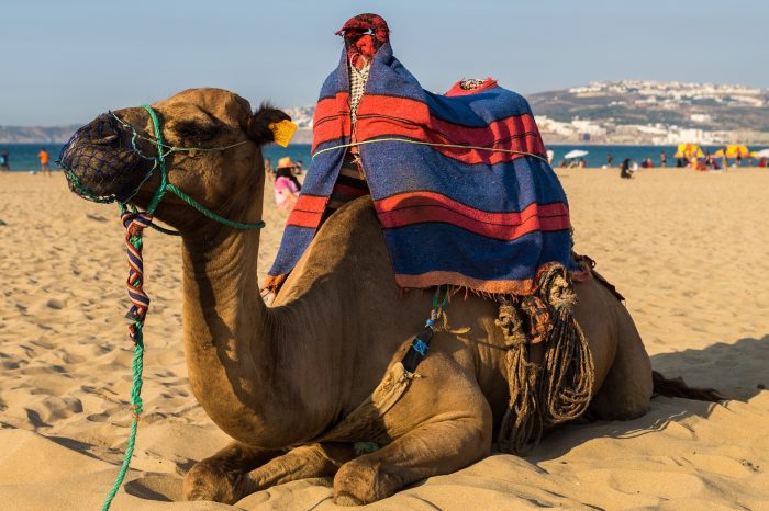 camel-wielblad-lezy-na-plazy-nad-morzem-który-w-egipcie-kurort-wziąć-na-słonecze-wakacje