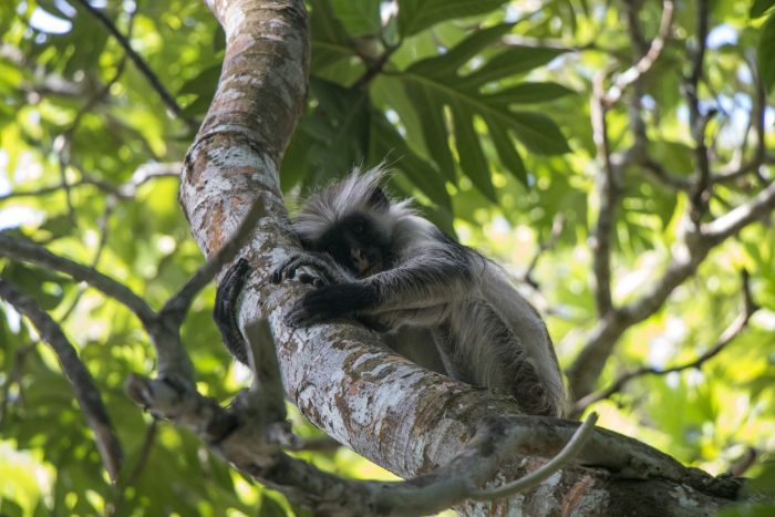 Zanzibar-informacje-przewodnik-małpa-na-drzewie