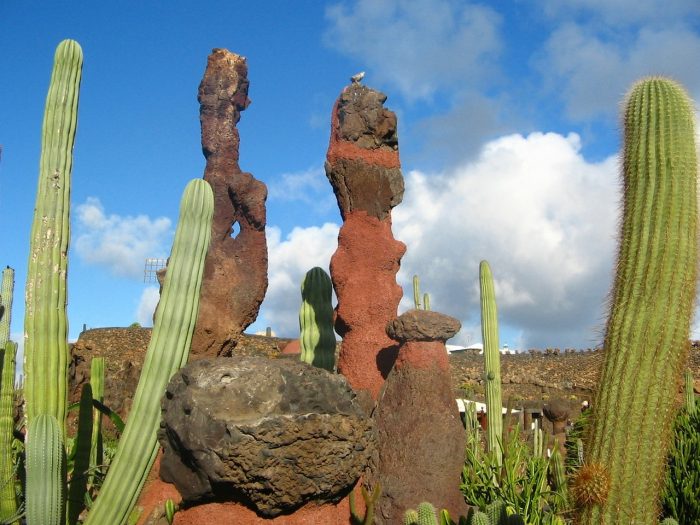 spain-kaktusy-wyspy-kanaryjskie-hiszpania