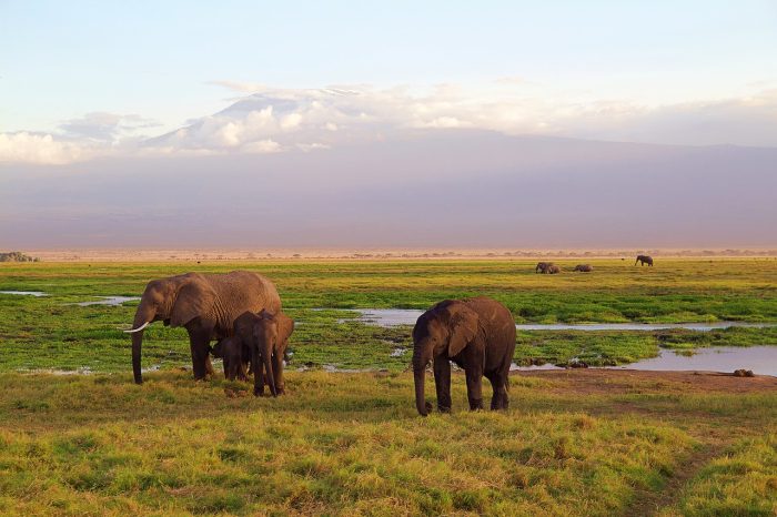elephants-wakacje-last-minute-kenia