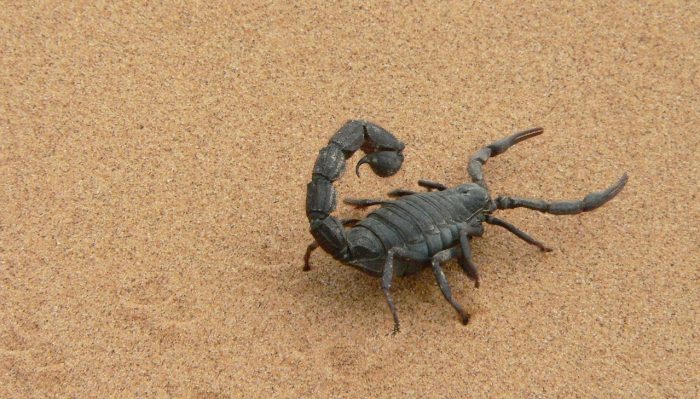 giant-scorpion-atak-w-Egipcie