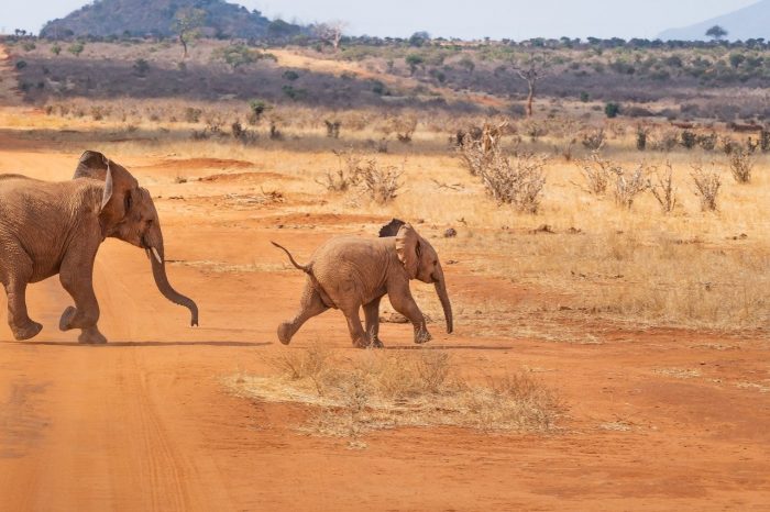 safari-kenia
