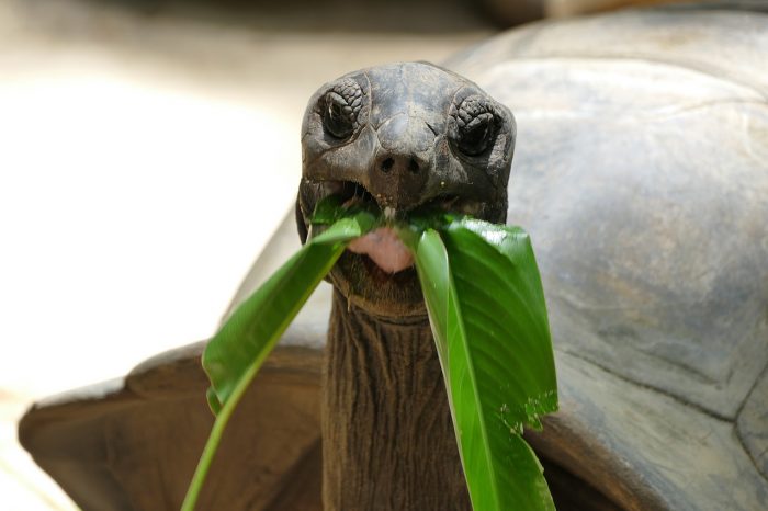 tortoise-żółw