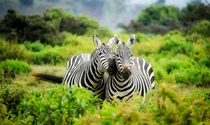 zebras-love-kenia-na-last-minute