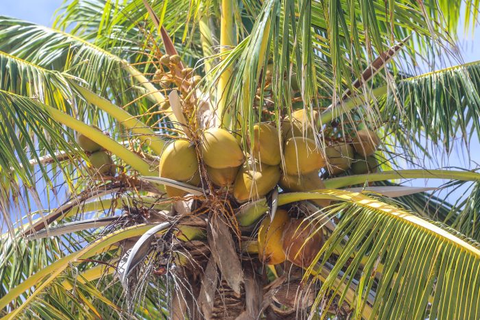 dominicana-owoce
