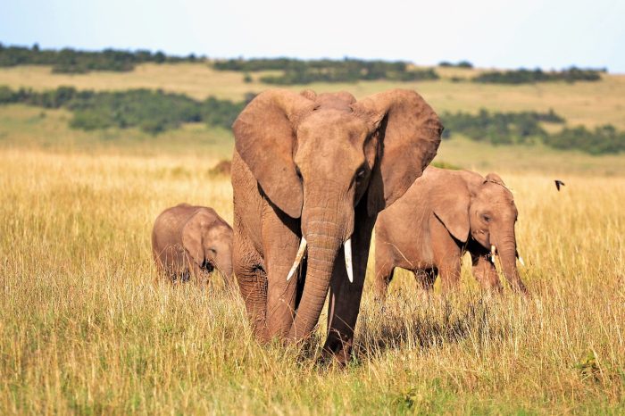elephants-słoń-kenia