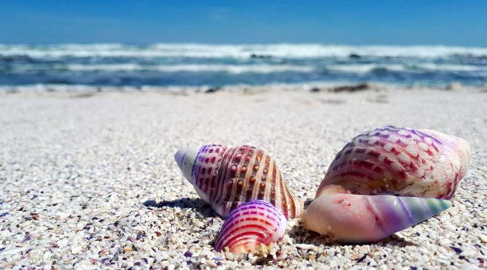 seashell-bułgaria-plaża