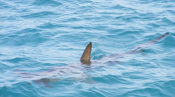 shark-fin-atak-w-egipcie-rekin