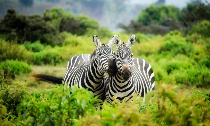 zebry-kenia