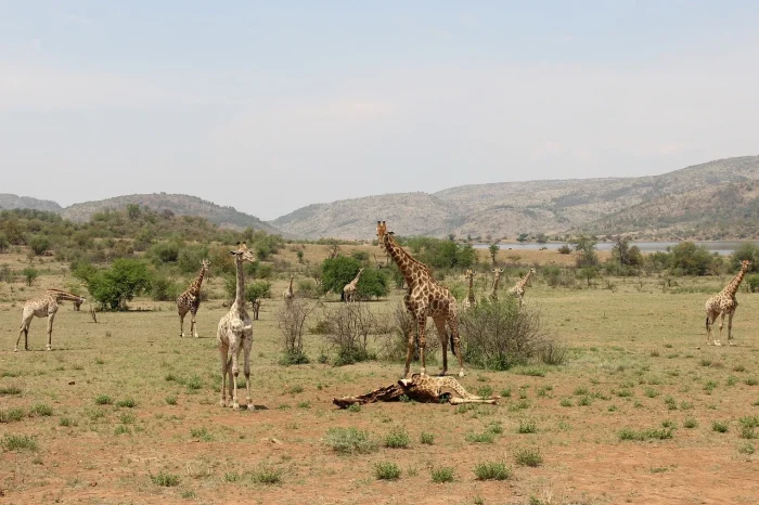 żyrafy na safari w republice południowej afryki