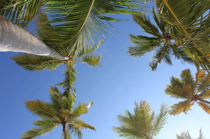 palmy-i-bezchmurne-niebo-w-Dominikanie-ładna-pogoda-ciepło