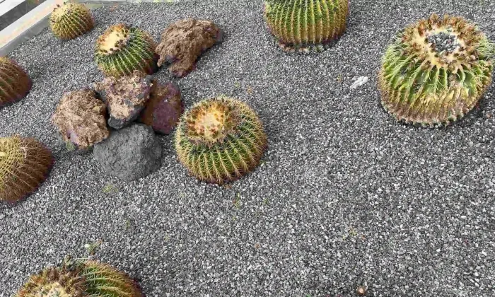 Co-warto-zobaczyć-na-Wyspach-Kanaryjskich-kaktusy