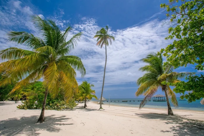 palmy i morze w Varadero