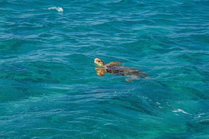 żółwie-w-morzu-jońskim-caretta