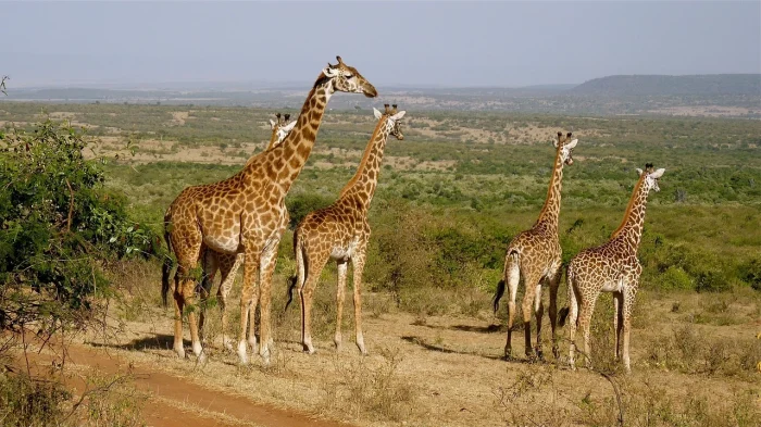 żyrafy na safari w Kenii